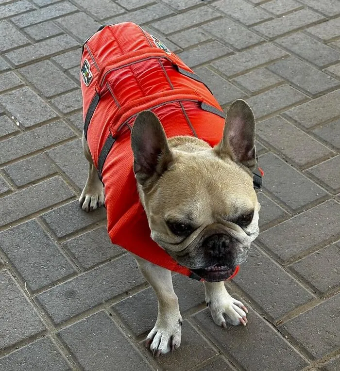 Whether Your Pup's A Seasoned Swimmer Or A First-Time Paddler, This <a Style="Display:inline;" Href=" Https://Www.amazon.com/Jacket-Outward-Hound-Granby-Splash/Dp/B0081xiky6?ie=utf8&linkcode=ll1&tag=bppanther-20&linkid=2d8ffe051bc7e10b301e37a4be87f3af&language=en_us&ref_=as_li_ss_tl" Target="_blank"><span Style="Font: Inherit; Color: #d74b1f;"> Outward Hound Life Jacket</Span> Will Keep Them Safe And Secure In The Water