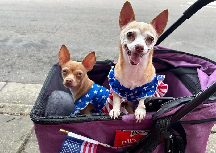 Your Pet Will Be Riding In Style And Comfort In This <a Style="Display:inline;" Href=" Https://Www.amazon.com/Bestpet-Stroller-Multifunction-Lightweight-Detachable/Dp/B0b4jvl3fv?ie=utf8&linkcode=ll1&tag=bppanther-20&linkid=7a6c282e126c621d89dd2323587784c7&language=en_us&ref_=as_li_ss_tl" Target="_blank"><span Style="Font: Inherit; Color: #d74b1f;"> Pet Stroller</Span> – It's The Ultimate Upgrade For Any Pet Parent On The Go