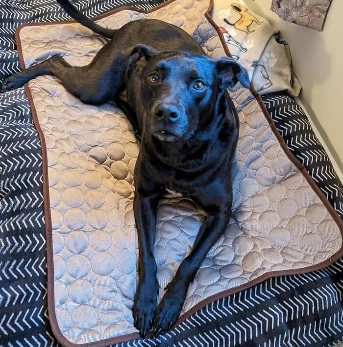 No More Panting Pups! This <a Style="Display:inline;" Href=" Https://Www.amazon.com/Cooling-Washable-Sleeping-Non-Toxic-70100cm/Dp/B089sph9vy?ie=utf8&th=1&linkcode=ll1&tag=bppanther-20&linkid=71d145735ba22e8d4e75187d98ca4847&language=en_us&ref_=as_li_ss_tl" Target="_blank"><span Style="Font: Inherit; Color: #d74b1f;"> Cooling Mat For Large Dogs</Span> Provides A Cool And Refreshing Oasis For Your Furry Friend To Relax And Recharge