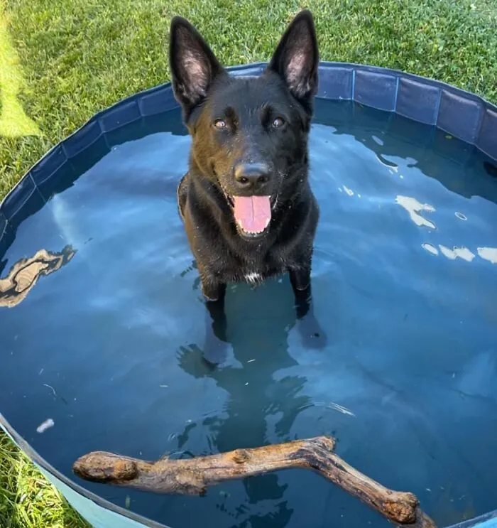 This <a Style="Display:inline;" Href=" Https://Www.amazon.com/Jasonwell-Foldable-Collapsible-Bathing-Kiddie/Dp/B01i3dtb2s?ie=utf8&linkcode=ll1&tag=bppanther-20&linkid=fb097b47e4cee2ce45650c5b4c8f395d&language=en_us&ref_=as_li_ss_tl" Target="_blank"><span Style="Font: Inherit; Color: #d74b1f;"> Foldable Dog Pool</Span> Is The Splash Zone Your Furry Friend Has Been Waiting For – No More Jealous Stares At The Kiddie Pool!