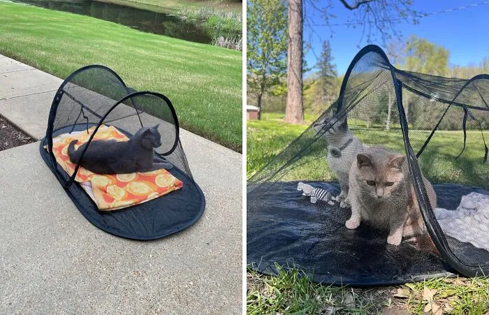 Give Your Furry Friend A Taste Of The Wild With This <a Style="Display:inline;" Href=" Https://Www.amazon.com/Dp/B096rwqs8v?pd_rd_i=b096rwqs8v&pd_rd_w=l02is&content-ID=amzn1.sym.386c274b-4bfe-4421-9052-A1a56db557ab&pf_rd_p=386c274b-4bfe-4421-9052-A1a56db557ab&pf_rd_r=egcqybg5gpbj1x739mg5&pd_rd_wg=zcdbx&pd_rd_r=246c10ad-4234-4831-81f9-Dc79f9b85396&s=pet-Supplies&sp_csd=d2lkz2v0tmftzt1zcf9kzxrhawxfdghlbwf0awm&th=1&linkcode=ll1&tag=bppanther-20&linkid=2c38ae165d3cd9380583ff5746e71f03&language=en_us&ref_=as_li_ss_tl" Target="_blank"><span Style="Font: Inherit; Color: #d74b1f;"> Pet Enclosure Tent</Span> - A Safe And Secure Way For Them To Enjoy Fresh Air And Sunshine