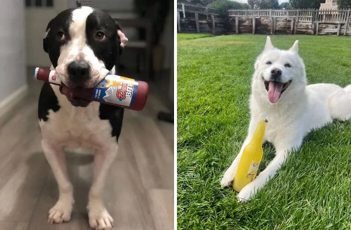 Is Your Dog A Beer Enthusiast Like You? Quench Their Thirst For Playtime With This Squeaky <a Style="Display:inline;" Href=" Https://Www.amazon.com/Silly-Squeakers-Bottles-Durable-Strong/Dp/B08mv5k6nr?crid=6odumq3t8zcq&dib=eyj2ijoimsj9.2ekajehpeu-Eli1qiavqfzvxfxekroqxili6wwbkqnivbpi5-1crmhkhvlujqmysara8bcifo0acioxehjaa1nhr8p8m6axmhwnhsms-Vbcfc3tp0jprtd0ay6x5boqiamptt88rjrmp7p1yut6aa6en2dgqih4fv2jfspv_azouyjb26hgm8o3lubbgmt1eez61iw05ni2v-Y2ojxu4uchxut0euyaogpg2-Aqzyflkpfsv4cy4ajhwufhp5-8jdvwv7x6c90fhxcjgc_xilfliqvxjo2fgmbzhb0upnvg.m7xt826bcxc0fj5kk_tbtet3vo41ggcim4143otdf_i&dib_tag=se&keywords=silly%2bsqueakers%2b-%2blager%2b%26%2bbeer&qid=1722333955&sprefix=silly%2bsqueakers%2b-%2blager%2b%26%2bbeer%2caps%2c329&sr=8-1&th=1&linkcode=ll1&tag=bppanther-20&linkid=b472d74e4c2d0da2b5349007656c5cab&language=en_us&ref_=as_li_ss_tl" Target="_blank"><span Style="Font: Inherit; Color: #d74b1f;"> Beer Bottles Dog Toy</Span>