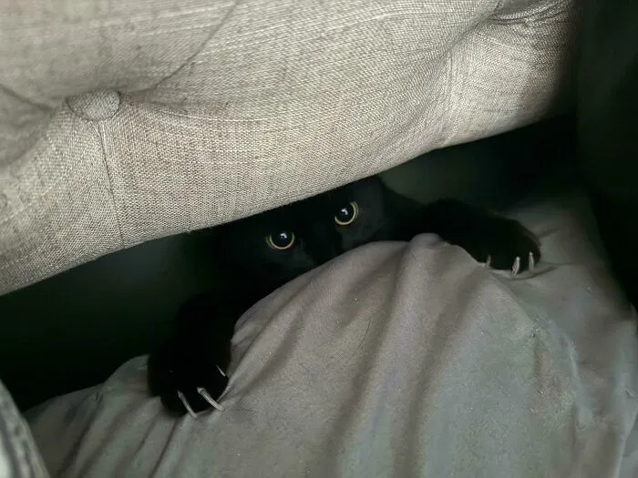 Black cat with sharp claws peeking from under a bed, eyes wide open, creating an adorable yet scary scene.