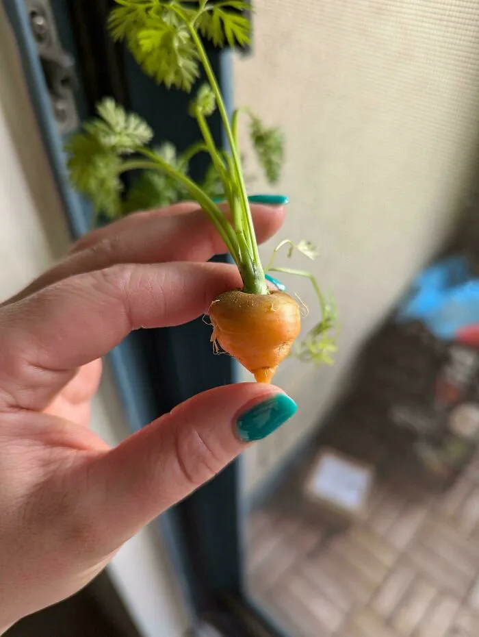 I Was So Excited When I Saw A Quarter-Sized Carrot Top Poking Through The Soil 😑