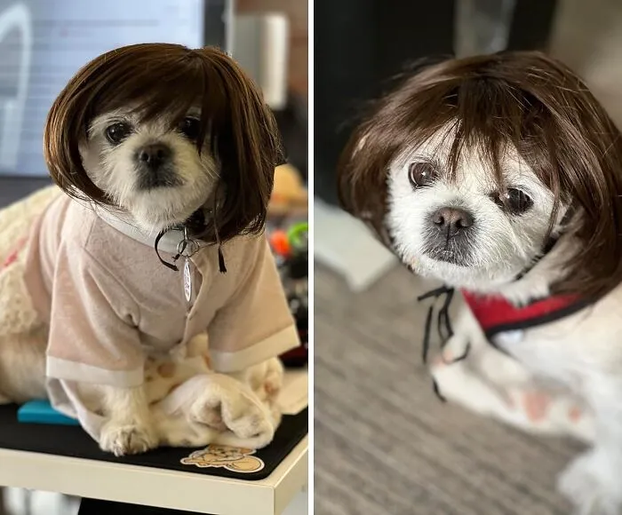 Ditch The Boring Collars And Bandanas, And Let Your Pet Rock This Fabulous <a Style="Display:inline;" Href="Https://Www.amazon.com/Pet-K9-Halloween-Christmas-Festivals/Dp/B09lt239cp?ie=utf8&th=1&linkcode=ll1&tag=bporangutan-20&linkid=d878b990b7dbd525e9304d0e5681afe0&language=en_us&ref_=as_li_ss_tl" Target="_blank"><span Style="Font: Inherit; Color: #d74b1f;"> Wig</Span> – It's The Mane Event Of Any Pet Costume Party