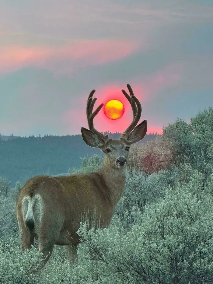 The Arcane Deer, Scurge Of The Dark Lands