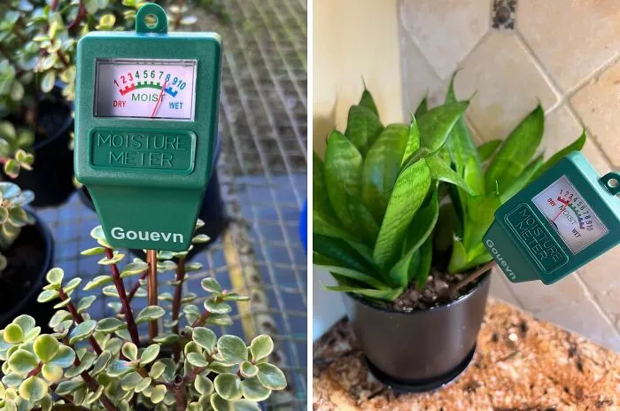 Ditch The Overwatering Guilt And The Underwatering Worries With This Simple Yet Effective <a Style="Display:inline;" Href="Https://Www.amazon.com/Dp/B07rddlcbj?ascsubtag=7684627%2c27%2c48%2cd%2c0%2c0%2cbf-Web-Hf%2c900%3a2%3b974%3a3%3b1125%3a1%3b1338%3a1%2c48101234%2c0%2c0&ie=utf8%25252c0%252c0%2c0&btn_ref=srctok-F4d7accf94c0ad11&th=1&linkcode=ll1&tag=bpsnail-20&linkid=72ad9f843102d5e4d8bc7e3e55bdfd53&language=en_us&ref_=as_li_ss_tl" Target="_blank"><span Style="Font: Inherit; Color: #d74b1f;"> Soil Moisture Meter</Span>