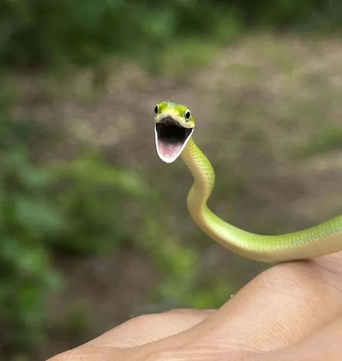 A small snake with a comical open-mouthed expression, showcasing funny animal expressions in nature.