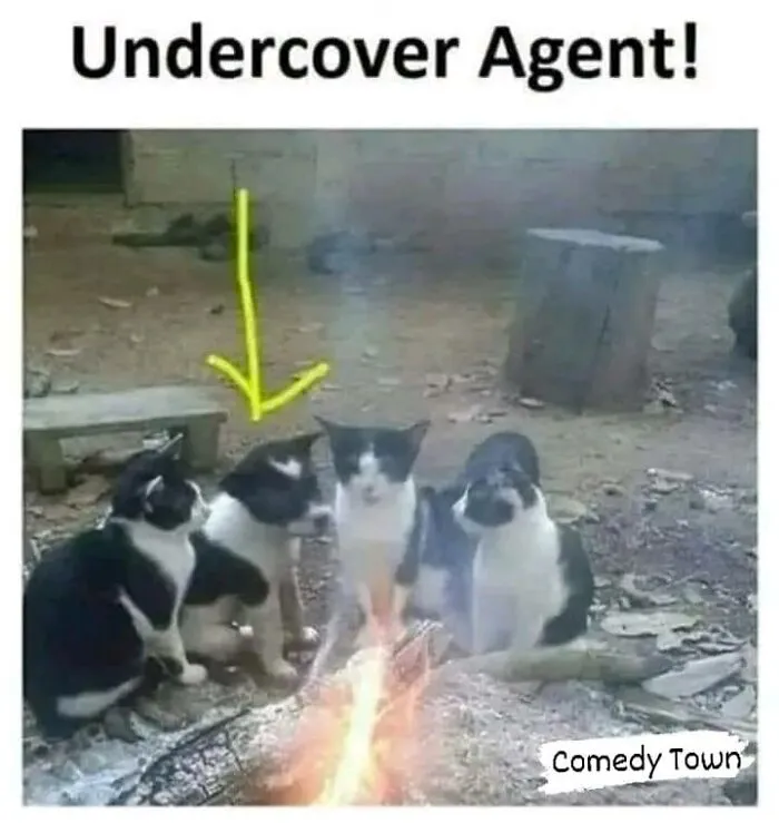 50 Hilarious And Adorable Cat Memes That Prove Why The Internet Loves Them So Much (New Pics)