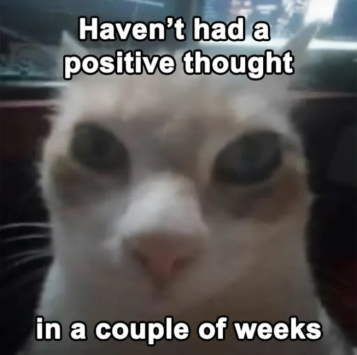 30 Cat Memes That Might Make You Say "That's Literally Me"
