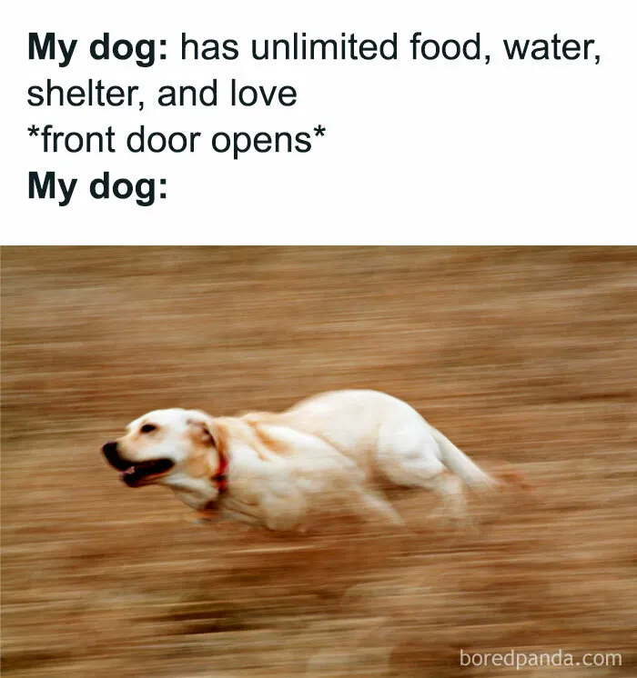 50 Dog Memes To Make Your Day Much Brighter