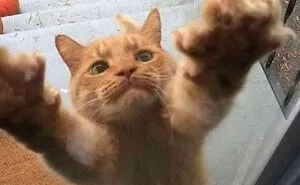 50 Hilarious And Adorable Cat Memes That Prove Why The Internet Loves Them So Much (New Pics)