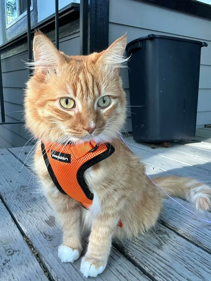 Adventure Awaits! This <a Style="Display:inline;" Href=" Https://Www.amazon.com/Rabbitgoo-Adjustable-Harnesses-Breathable-Reflective/Dp/B0bz835755?ie=utf8&linkcode=ll1&tag=bppanther-20&linkid=9f41757782496b6e39d1d8adc376e8e0&language=en_us&ref_=as_li_ss_tl" Target="_blank"><span Style="Font: Inherit; Color: #d74b1f;"> Cat Harness And Leash</Span> Will Turn Your Feline Friend Into A Fearless Explorer