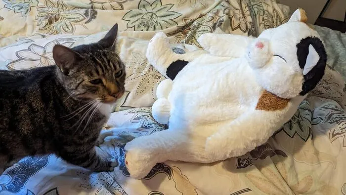  There Is Something Very Smug About This <a Style="Display:inline;" Href="Https://Www.amazon.com/Oopshana-Stuffed-Pillows-Japanese-Children/Dp/B094vvlj95?ie=utf8&th=1&linkcode=ll1&tag=bporangutan-20&linkid=a8b97d1f57aacdc473a42e8878902015&language=en_us&ref_=as_li_ss_tl" Target="_blank"><span Style="Font:inherit;color:#d74b1f;"> Lazy Cat Plush Toy </Span> And We Clearly Aren't The Only Ones Put Off By This
