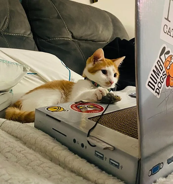 Let Your Cat Take Their Zoomies Meetings On Their Very Own <a Style="Display:inline;" Href="Https://Www.amazon.com/Suck-UK-Cardboard-Turntable-Mixer/Dp/B00zfsfoo4?crid=1hr5v6np0v02h&dib=eyj2ijoimsj9.ed_ptdf2rbc_z4i9gzfvb3eabotlpc49qun-Tmt_3c03gpupardmqcmofgq4g-Gsx-Sug1gvpmoey1ktnkhcylvccatnhsgrlchmklxclnrhaoclfyd39d1chundavythjxl6yxj7s6_p3y064crsckhroifauyfzlsy6kvkuxo-C0tqmatu8fu-Bv-7xcyn-Neoh8k1wecvbc7dkpk3lfbwb5ncvvaty_fcgh22xbwsr_-J9rxy3t7wy9b2q2phexmrfk54fuxhd8e-Esnvqz_kt6t6epywnti-Dutsi1q.vrorryfe7kx_kj_f6n670zawf3ziphl-Sxgd-Jjpipw&dib_tag=se&keywords=funny%2bcat%2btoy&qid=1721904566&s=pet-Supplies&sprefix=funny%2bcat%2btoy%2cpets%2c187&sr=1-11&th=1&linkcode=ll1&tag=bporangutan-20&linkid=94c5de1af48acd0f135c201e6f3c1897&language=en_us&ref_=as_li_ss_tl" Target="_blank"><span Style="Font: Inherit; Color: #d74b1f;"> Cat Laptop Scratcher</Span>