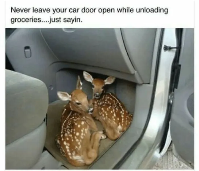 50 Times Animal Pics Were Just A Funny Meme Waiting To Happen