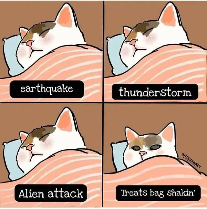 50 Hilarious And Adorable Cat Memes That Prove Why The Internet Loves Them So Much (New Pics)