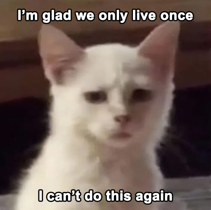 30 Cat Memes That Might Make You Say "That's Literally Me"