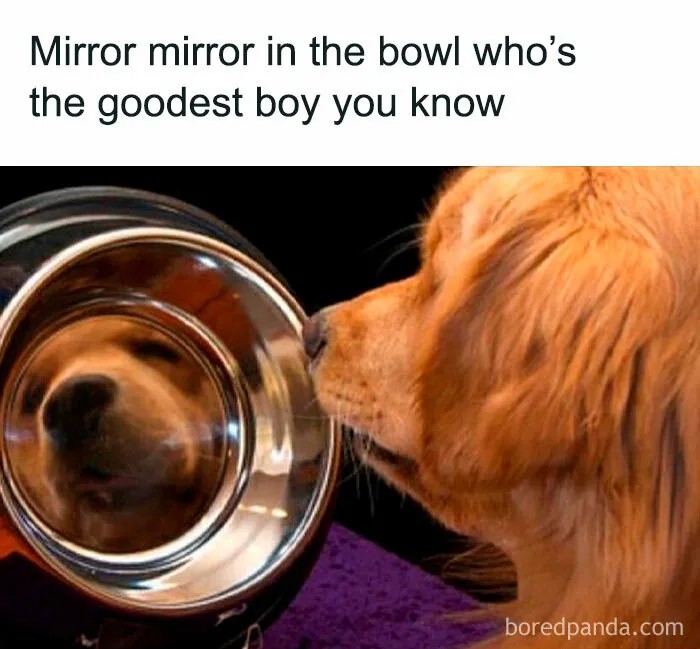 50 Dog Memes To Make Your Day Much Brighter