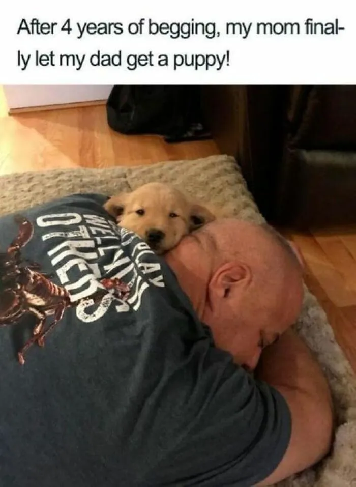 50 Times Animal Pics Were Just A Funny Meme Waiting To Happen