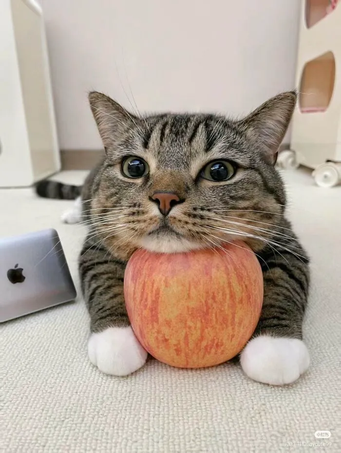 25 Memes de gatos tan divertidos como adorables (nuevas imágenes)