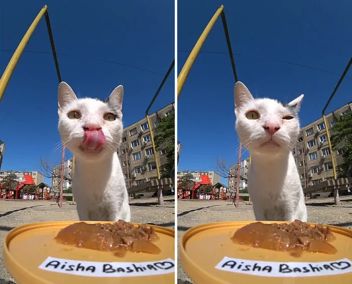 30 Times This Guy Used A Drone And Remote Control Car To Find And Feed Stray Cats