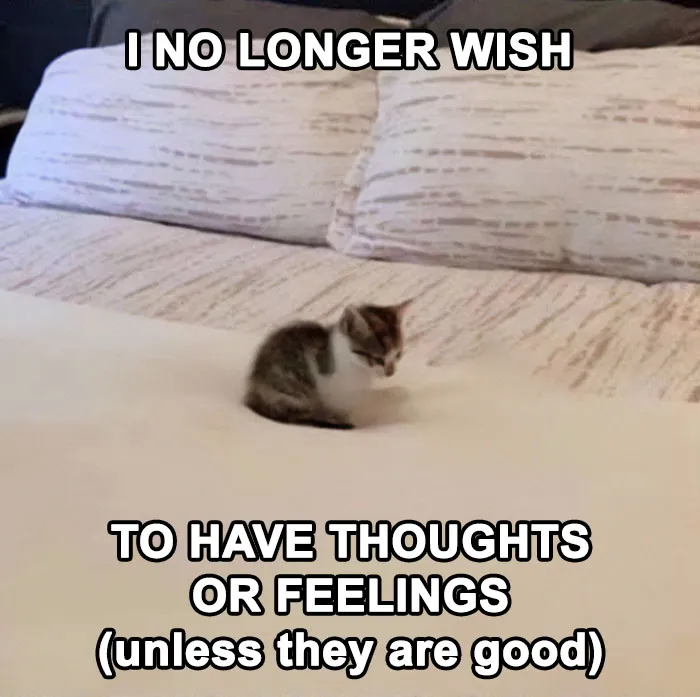 30 Cat Memes That Might Make You Say "That's Literally Me"
