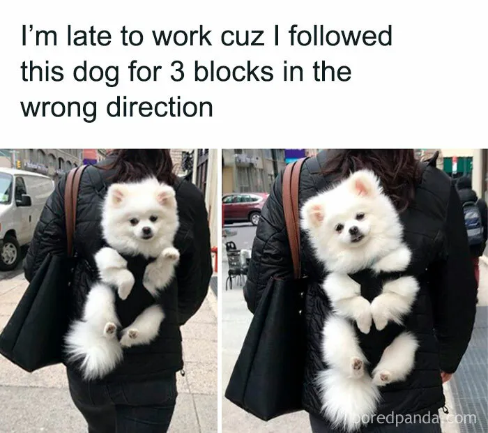 50 Dog Memes To Make Your Day Much Brighter