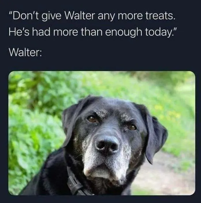 50 Times Animal Pics Were Just A Funny Meme Waiting To Happen