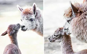 A Tribute To Animal Mothers: My 17 Photos