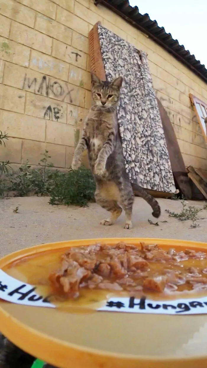 30 Times This Guy Used A Drone And Remote Control Car To Find And Feed Stray Cats