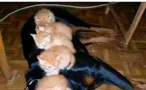 50 Times Animal Pics Were Just A Funny Meme Waiting To Happen