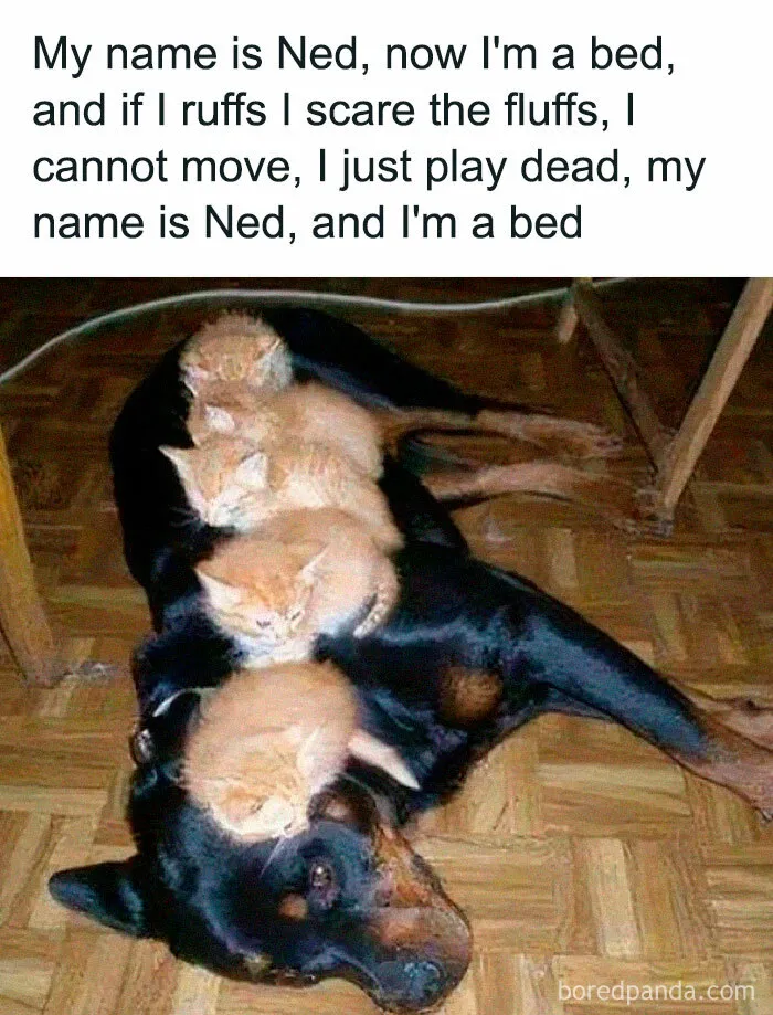 50 Times Animal Pics Were Just A Funny Meme Waiting To Happen