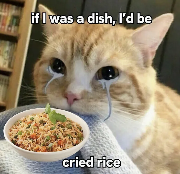 30 Cat Memes That Might Make You Say "That's Literally Me"