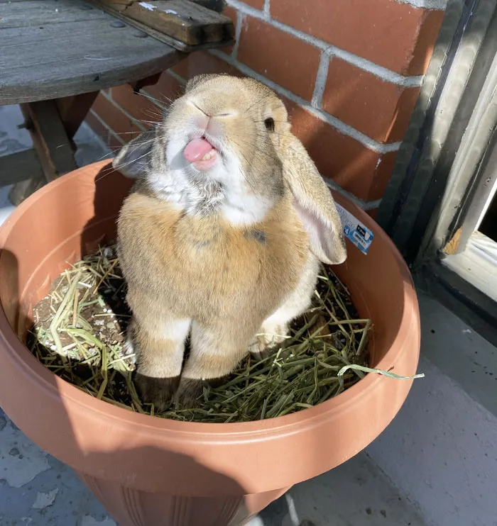 Funny animal expression: A playful rabbit with its tongue out, sitting in a flower pot on a sunny day.