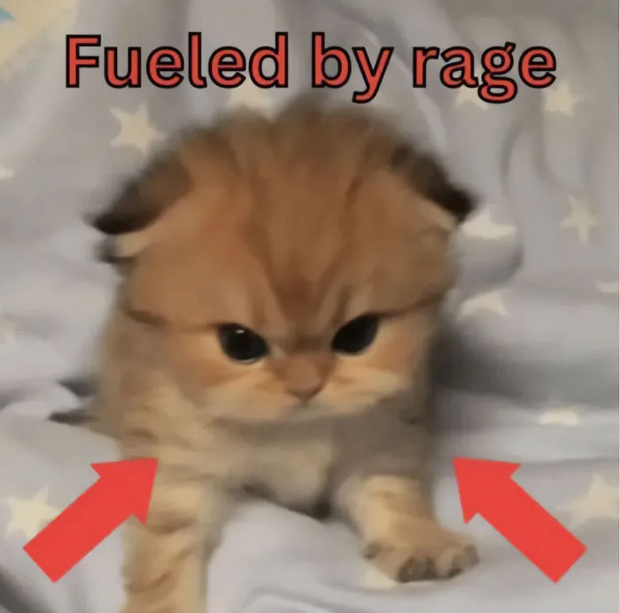 30 Cat Memes That Might Make You Say "That's Literally Me"