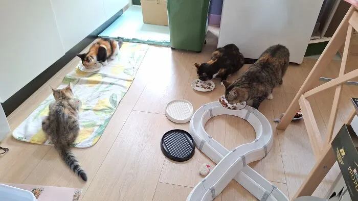 Coco And Lulu Also Happen To Have The Same Colours/Patterns As Their Older Sisters Holly And Molly. Coincidence; I Wasn't Planning On Having A 2.0-Duo But Yet Here We Are :))  (More Footage Of Those Four Can Be Seen On My Instagram Naomi Van Nijnatten)