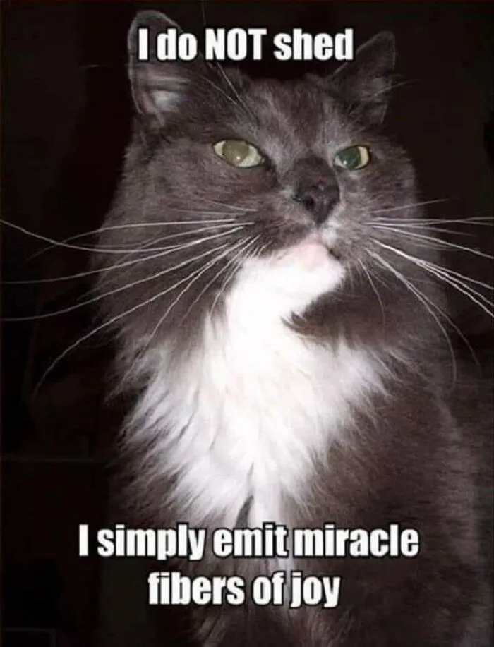 50 Hilarious And Adorable Cat Memes That Prove Why The Internet Loves Them So Much (New Pics)