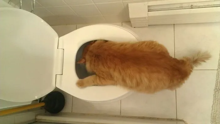 Tabasco Dave  Drinking From The Toilet