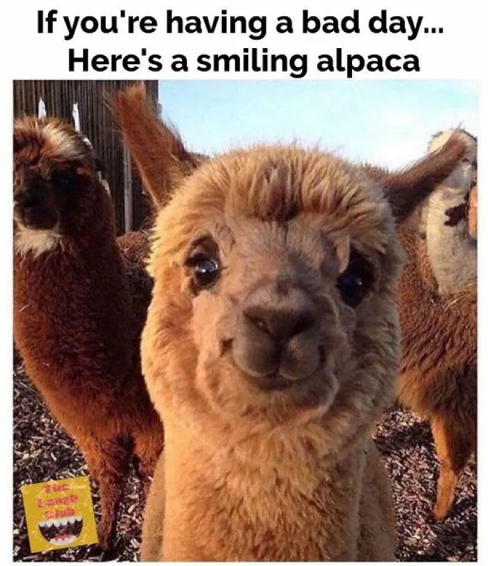50 Times Animal Pics Were Just A Funny Meme Waiting To Happen