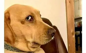 50 Times Animal Pics Were Just A Funny Meme Waiting To Happen
