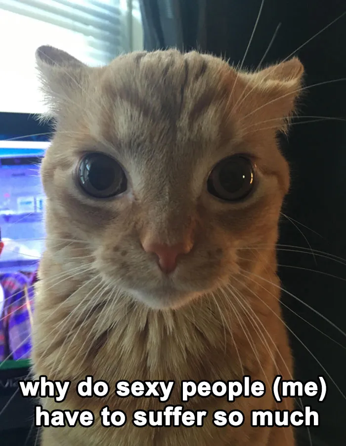 30 Cat Memes That Might Make You Say "That's Literally Me"