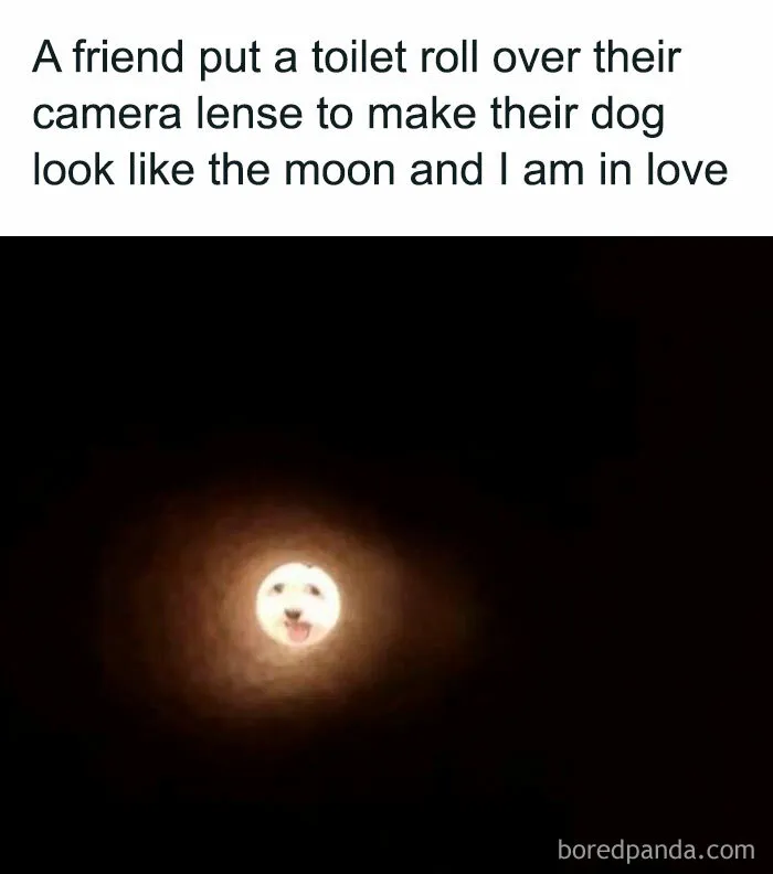 50 Dog Memes To Make Your Day Much Brighter