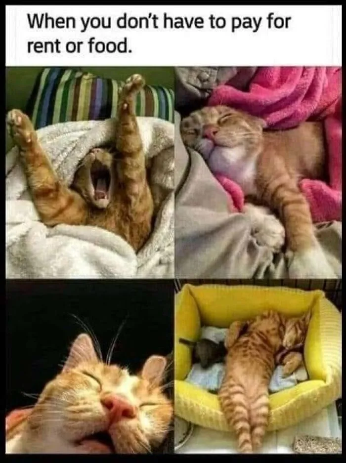 50 Times Animal Pics Were Just A Funny Meme Waiting To Happen