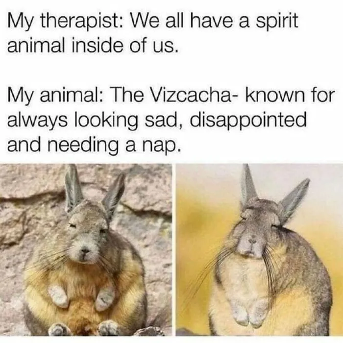 50 Times Animal Pics Were Just A Funny Meme Waiting To Happen