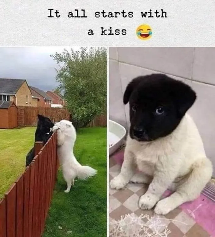 50 Times Animal Pics Were Just A Funny Meme Waiting To Happen