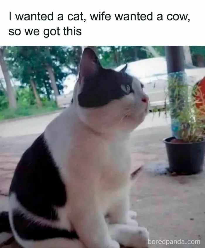 50 Hilarious Memes For Your Daily Dose Of Laughter