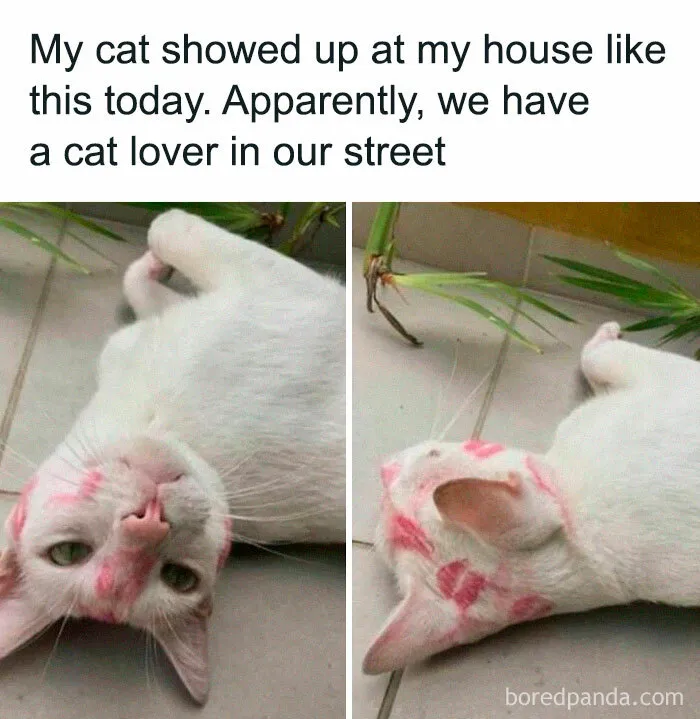 50 Hilarious Memes For Your Daily Dose Of Laughter