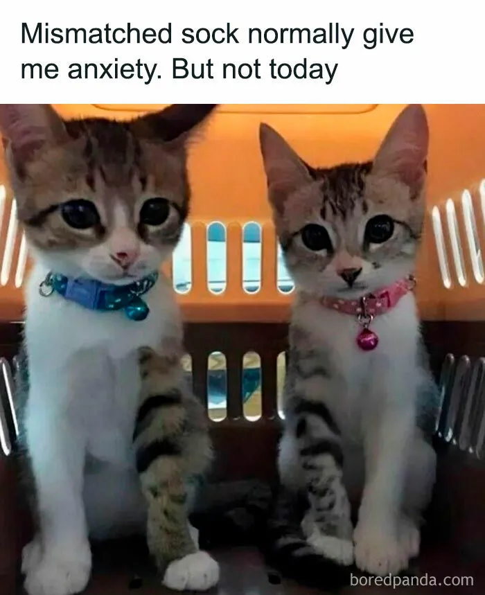 50 Hilarious Memes For Your Daily Dose Of Laughter