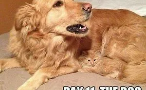 50 Hilarious And Adorable Cat Memes That Prove Why The Internet Loves Them So Much (New Pics)